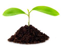 Año Internacional de los Suelos Contaminados