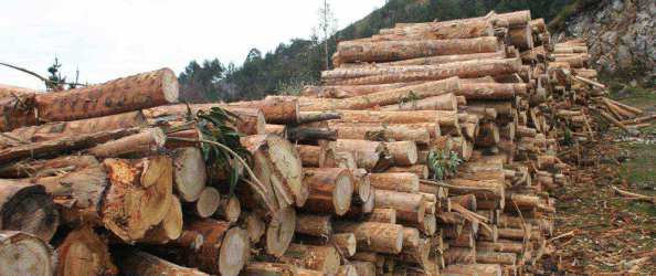 LOS ÁRBOLES NOS DESVELAN SECRETOS DEL PASADO