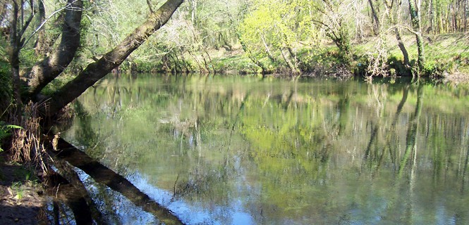Un vertido de 3000 kg de sosa acaba con la vida de cientos de peces en el rio Tea
