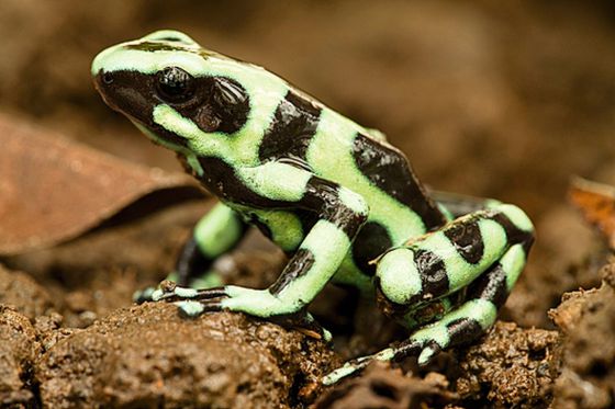 El hongo asesino de ranas